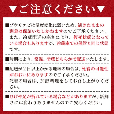【先行受付】活 ゾウリエビ 計250g(1尾～2尾) 海老 eb-0053