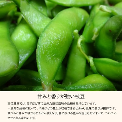 宮崎県産えだまめ3kg(500g×6袋)　TF296