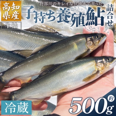 【冷蔵】子持ち鮎 500g 生鮎 高知県産 物部川のキレイな伏流水で育った 養殖鮎 kt-0004
