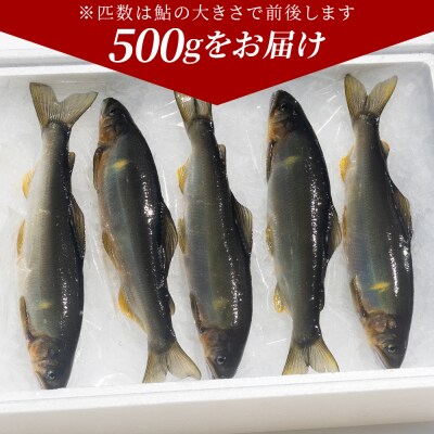 【冷蔵】子持ち鮎 500g 生鮎 高知県産 物部川のキレイな伏流水で育った 養殖鮎 kt-0004