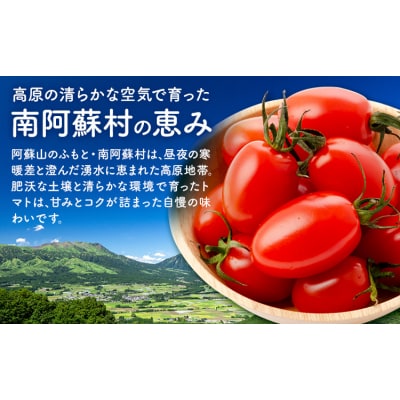 ミニトマト アイコ 約2kg ますだふぁーむ《7月上旬-11月末頃出荷》