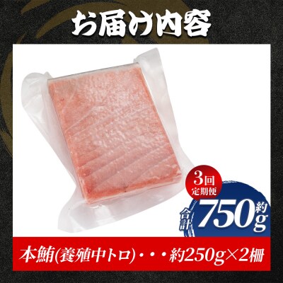 中トロ 定期便 3回 約250g 1冊 養殖 本マグロ 合計750g Woo-0028