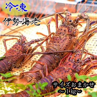 【10月発送】天然 伊勢海老1kg 冷凍(サイズおまかせ)エビ 高知県産【R01672】