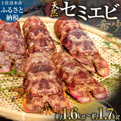 【11月発送】天然セミエビ 約1.6kg~1.7kg(サイズおまかせ)※着日指定不可【R01677】
