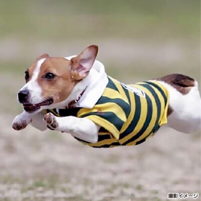 Bコース　飛行犬撮影カレンダーセット