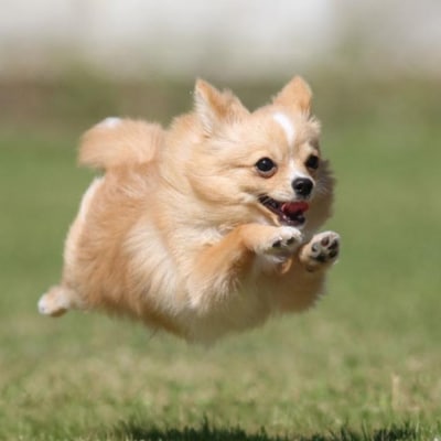 Cコース　元祖飛行犬写真家　的場信幸　出張飛行犬撮影5時間コース