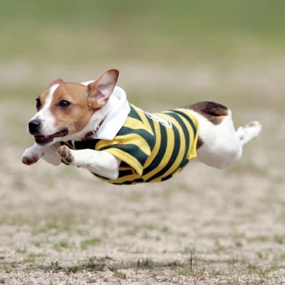 Cコース　元祖飛行犬写真家　的場信幸　出張飛行犬撮影5時間コース