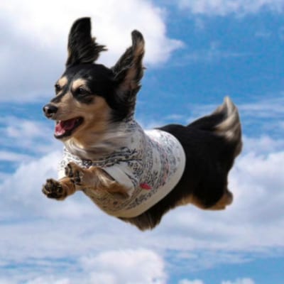 Cコース　元祖飛行犬写真家　的場信幸　出張飛行犬撮影5時間コース