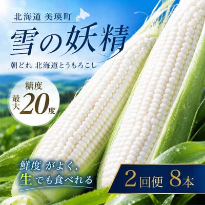 とうもろこし 雪の妖精 8本 定期便 2回 北海道 令和8年産