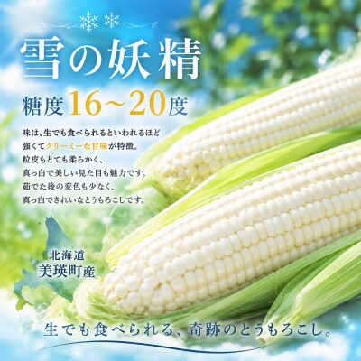 とうもろこし 雪の妖精 12本 定期便 2回 北海道 令和8年産