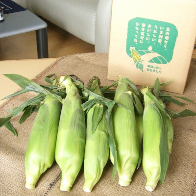とうもろこし 雪の妖精 12本 定期便 2回 北海道 令和8年産