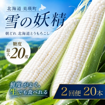 とうもろこし 雪の妖精 20本 定期便 2回 北海道 令和8年産