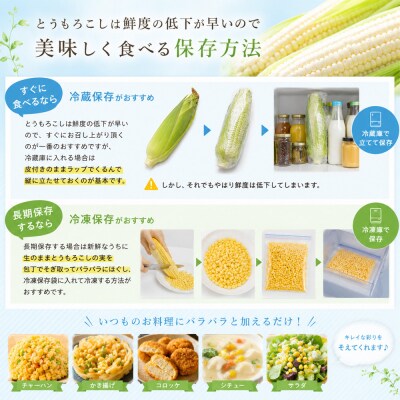 とうもろこし 雪の妖精 20本 定期便 2回 北海道 令和8年産