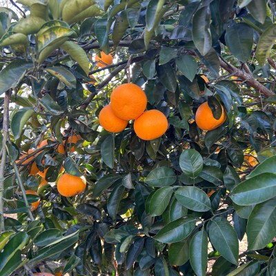 淡路島北淡産 露地栽培はっさく -栽培期間中、農薬・除草剤・肥料不使用 -　約3kg　aw03035