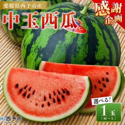 【感謝企画】スイカ <愛媛県西予市産 中玉西瓜 1玉> 果物 えひめ