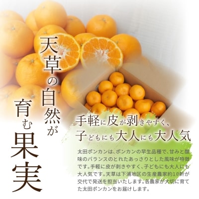 農家の手摘み 太田 ポンカン 5kg〈先行受付〉_S040-005A