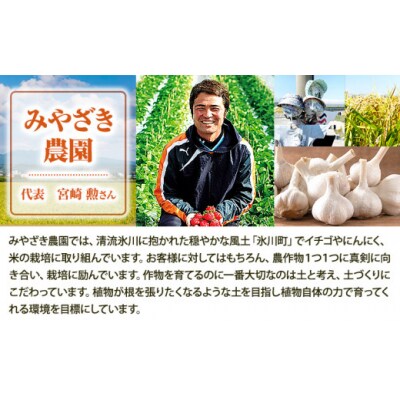 冷凍いちご 約1kg みやざき農園