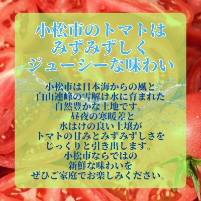 春トマト 約4kg(20玉～24玉) 小松産 野菜 春とまと