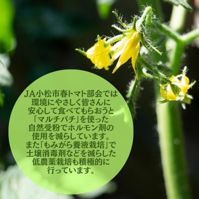春トマト 約4kg(20玉～24玉) 小松産 野菜 春とまと