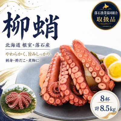 【北海道根室産】柳蛸ボイル8杯(計8.5kg)[8月上旬以降発送] E-20005