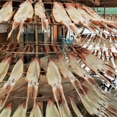 海士町産するめの一夜干し「しいしび」2枚セット