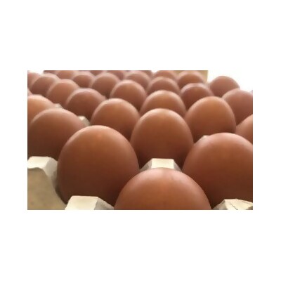 【3か月連続お届け】眠れる森のたまご 朝採れ卵40個　 【04301-0325】