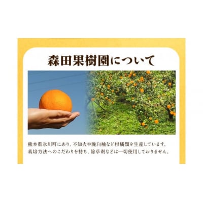 森田果樹園の晩白柚 1玉 《12月中旬-2月末頃出荷》