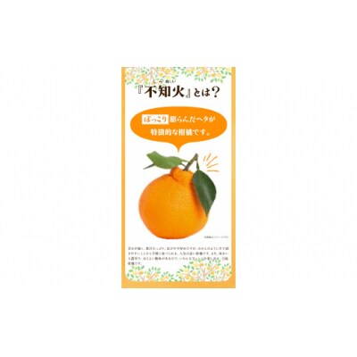 森田果樹園の不知火 3kg《2027年2月中旬-4月下旬頃出荷》