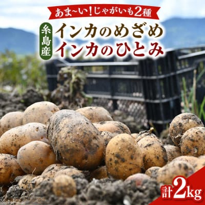 糸島育ちのジャガイモ 2種食べ比べ インカのめざめ インカのひとみ各1kg・計2kg[ACO012]