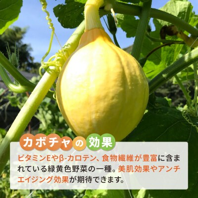 カボチャ 1kg 冷凍 カット済み 旬の時期に急速冷凍 【福岡県糸島産】 [AGE051]