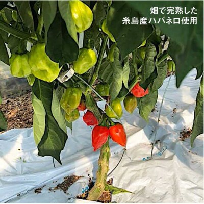 ハバネロ 調味料 100ml 4本 セット [ACC014]