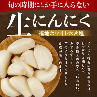 【令和9年度先行受付】生にんにく(福地ホワイト六片種)1.5kg_tb22-004