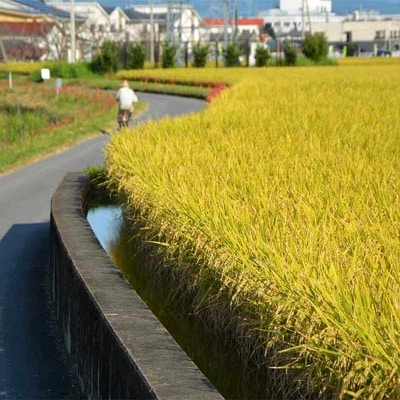 定期便12回 昔ながらの有機れんげ栽培 「恋華米」 2kg×12カ月[No5354-0893]