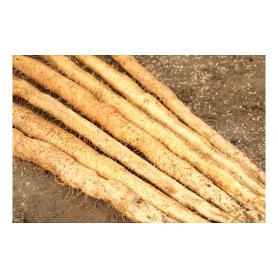 掘りたて自然薯　1kg(粘りが自慢の山芋)