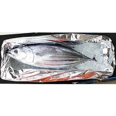 【期間限定】千葉県勝浦産　一本釣り生かつお　まるごと1尾(約2.5kg)