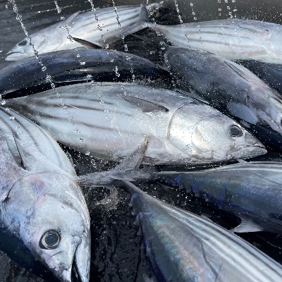 【期間限定】千葉県勝浦産　一本釣り生かつお　まるごと1尾(約2.5kg)