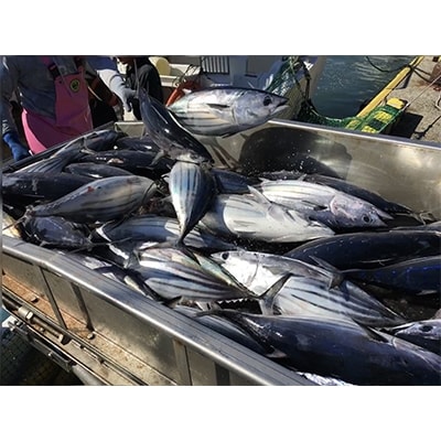 期間限定!千葉県勝浦産　「生かつおたたき」(約300g×2節)