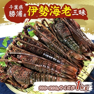 勝浦産　伊勢海老三昧!100～200gサイズが1kg