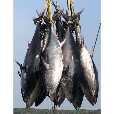 勝浦市の人気の海鮮お礼品 ネギトロ 250g×6パック(合計約1.5kg)