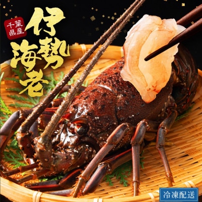 天然伊勢海老・千葉県勝浦産 生冷活〆小サイズ3尾入おためし【刺身OK】贈答
