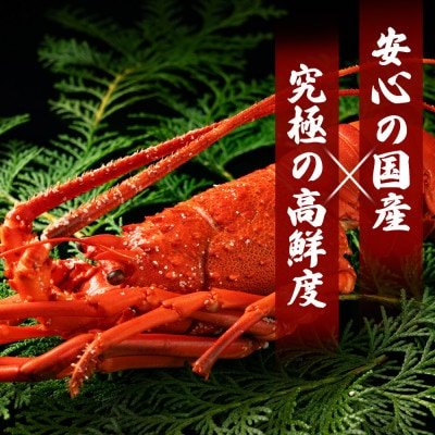【お刺身OK】千葉県勝浦産 生冷活〆いせえび1kg 中サイズ5尾入