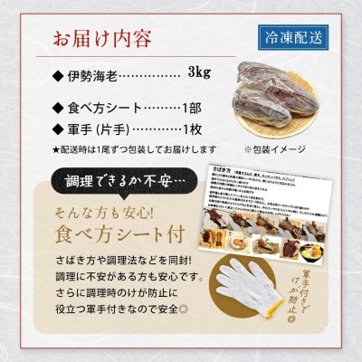 【お刺身OK】千葉県 勝浦産 生冷冷活〆いせえび3kg