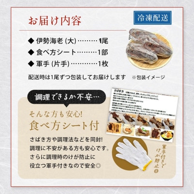 天然伊勢海老・千葉県勝浦産 生冷活〆大サイズ1尾入おためし【刺身OK】贈答