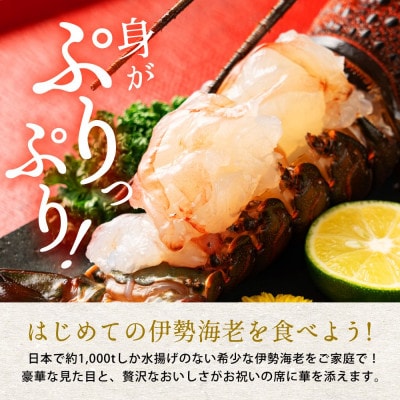 天然伊勢海老・千葉県勝浦産 生冷活〆大サイズ1尾入おためし【刺身OK】贈答