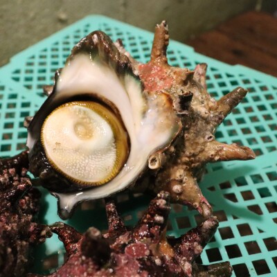 【先行受付2025年発送】天然『活』サザエ　2kg(6個～10個)【千葉県勝浦市】