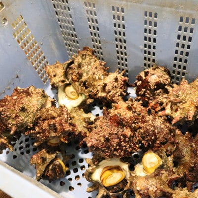 【先行受付2025年発送】天然『活』サザエ　2kg(6個～10個)【千葉県勝浦市】