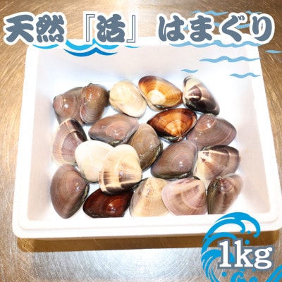 【数量限定】天然『活』はまぐり　1kg　※1個:40g～80g【千葉県勝浦市】