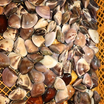 【数量限定】天然『活』はまぐり　1kg　※1個:40g～80g【千葉県勝浦市】