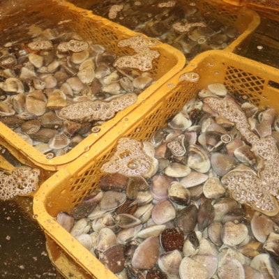 【数量限定】天然『活』はまぐり　1kg　※1個:40g～80g【千葉県勝浦市】