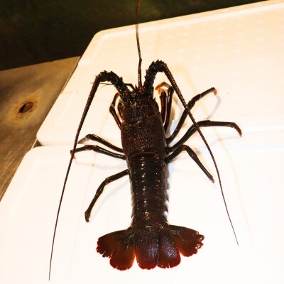 【数量限定】天然『活』伊勢海老　1kg(3～5尾)【千葉県勝浦市】